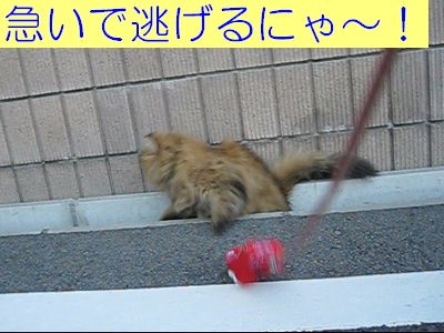 MVI_1015k.jpg